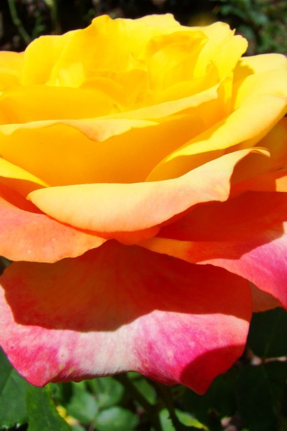 Троянда Тріколор | Роза Триколор | Rosa Tricolor